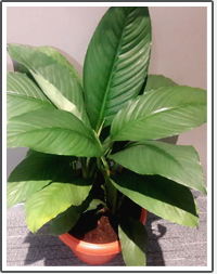 Plant